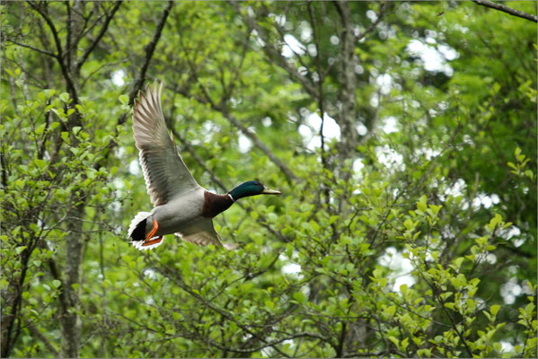 Canard à l'Etang de Manthes