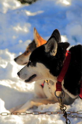 Chiens de Traineaux à Vassieux en Vercors
