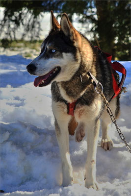 Chiens de Traineaux à Vassieux en Vercors