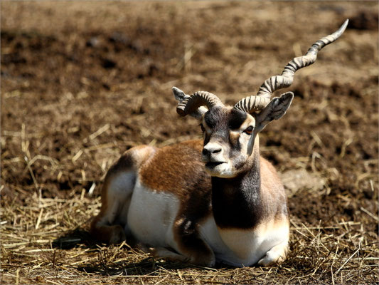 Antilope au Zoo de Peaugres