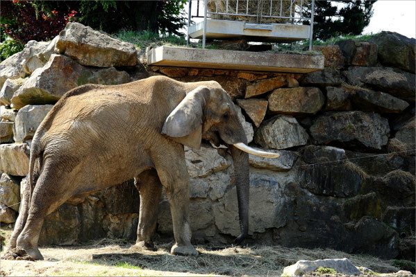 Elephant au Zoo de Peaugres