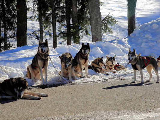 Chiens de Traineaux à Vassieux en Vercors