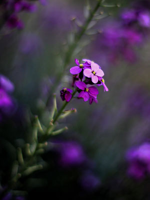 Fleur sauvage du Lot