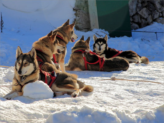 Chiens de Traineaux à Vassieux en Vercors