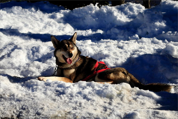 Chiens de Traineaux à Vassieux en Vercors