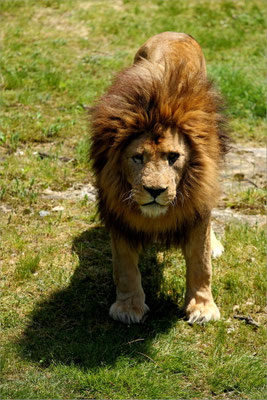 Lion au Zoo de Peaugres
