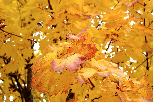 Feuille d'automne sur Lens-Lestang