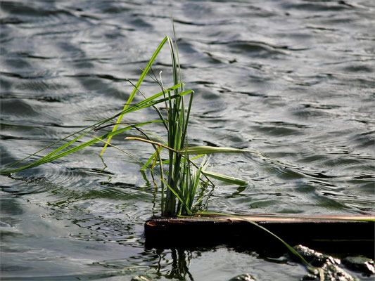 Lac de Ternay