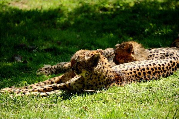 Panthère au Zoo de Peaugres