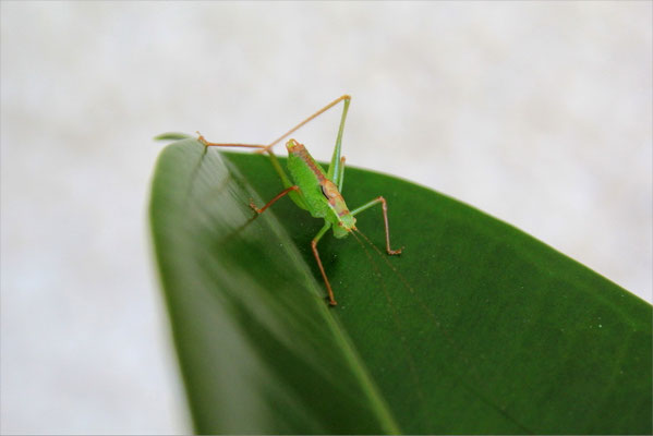 Sauterelle du jardin