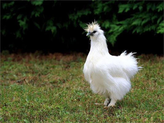 Guy-Georges le Coq Poule-Soie