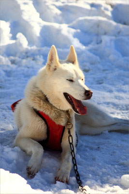 Chiens de Traineaux à Vassieux en Vercors