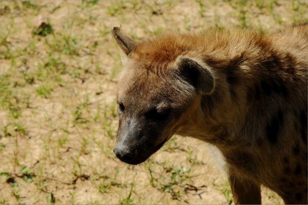 Hyène au Zoo de Peaugres