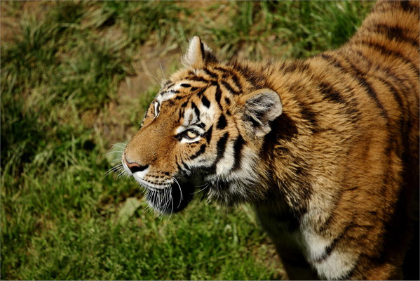 Tigre au Zoo de Peaugres
