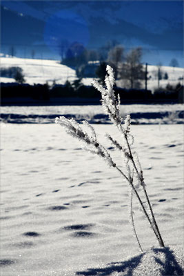 Plateau de Lans en Vercors