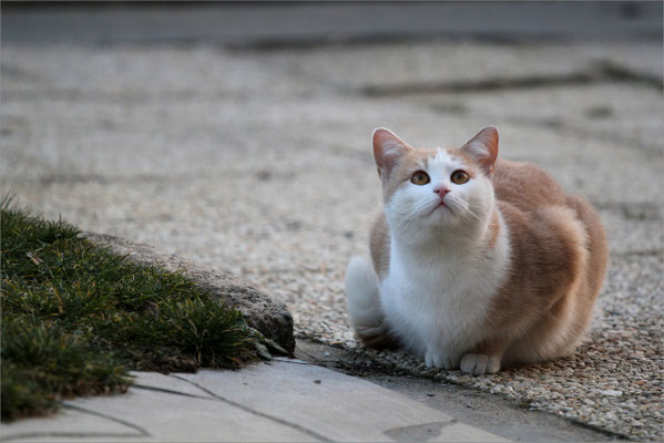 La regrettée chatte Vanille