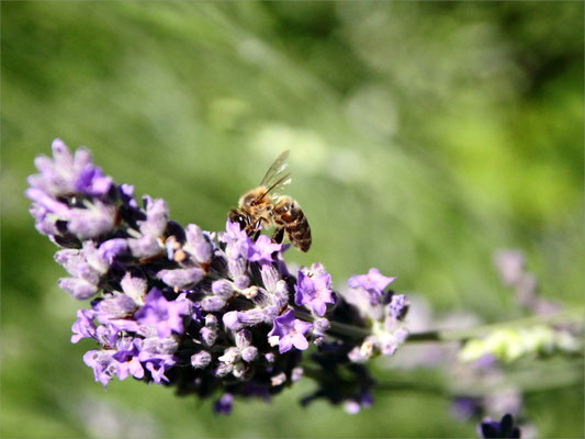 Abeille sur la lavande du jardin