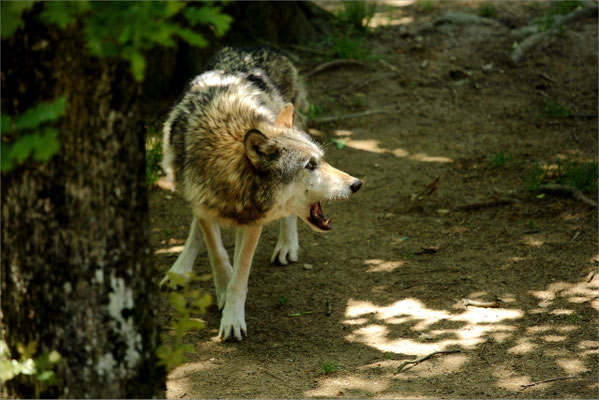 Loup au Zoo de Peaugres