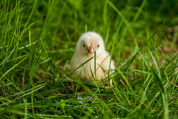 Poussinet