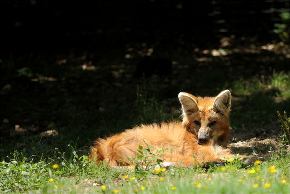 Renard roux au Zoo de Peaugres