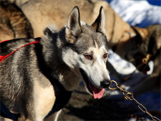 Chiens de Traineaux à Vassieux en Vercors