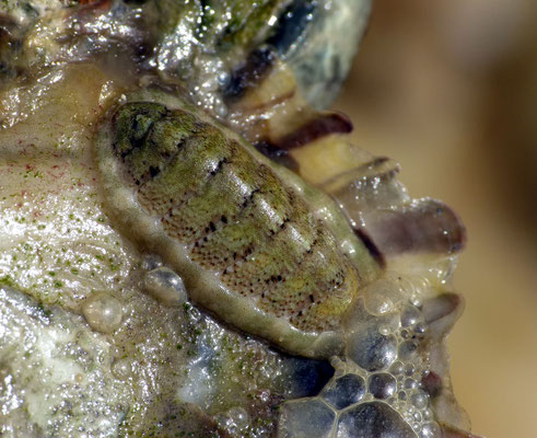 Un polyplacophore (groupe des mollusques) : Lepidochitona cinerea, "Chiton" (en vert), mollusque primitif composé de 8 plaques et qui vit fixé. C'est un brouteur d'algues. Long : 1 cm