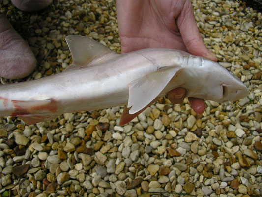 Squalus acanthias (Chien de mer). Taille max : 1,30 m
