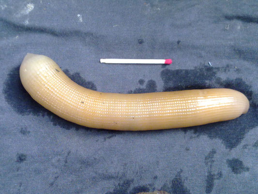 Sipuncula : Sipunculus nudus (bibi). Ce sont de gros mangeurs de dépôts...Ce ne sont ni des vers ni des holothuries