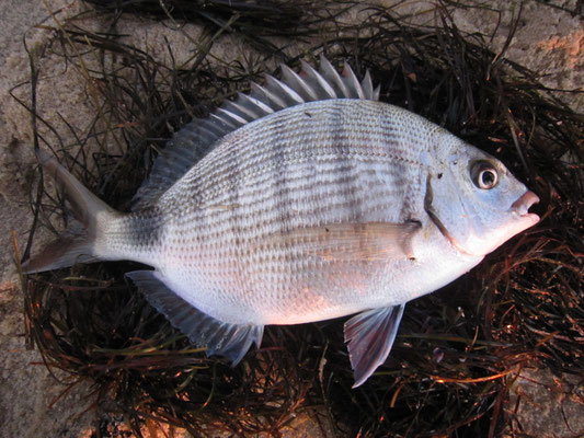 Sar (Diplodus sargus). Taille max : 40 cm