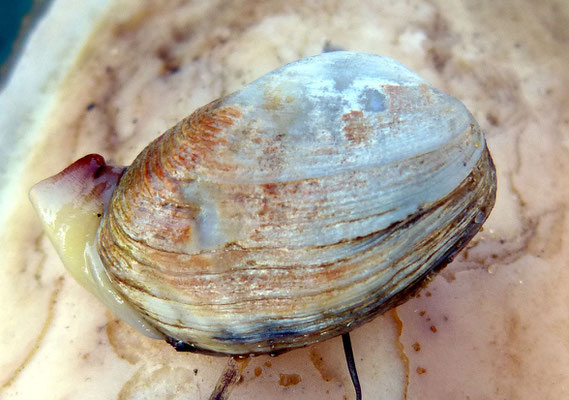 Petricola lithophaga. Long : 2 cm. 