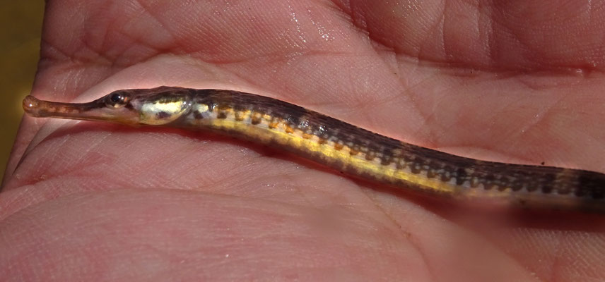 Syngnathus rostellatus. Assez fin, 10 cm