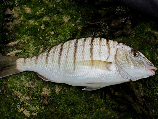 Marbré (Lithognathus mormyrus). Taille max : 45 cm