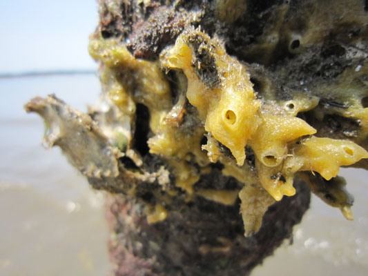 Détail de ces éponges (Halichondria panicea ?) qui abritent de nombreuses espèces