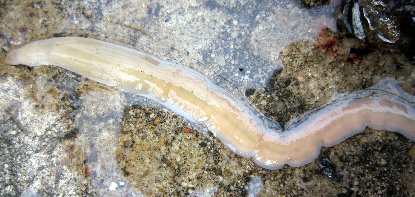 Nemerte : Cerebratulus ? (jusqu'à 70 cm long / 2 cm large). "Ver" très aplatit