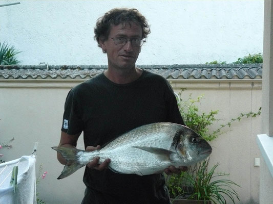 Dorade royale (Sparus aurata) de 3,2 kilos. Les dorades sont encore assez présentes au Bassin. Ce sont des broyeurs de coquillages, mangeurs de vers et crabes aussi.