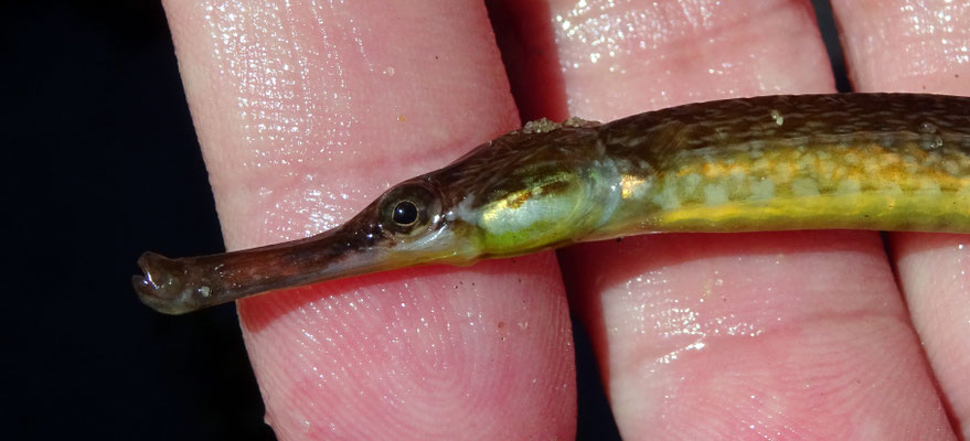 Autre Syngnathus rostellatus, détail tête