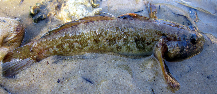 Gobie : (Gobius paganellus)  ; 9 cm. Très courant sous les pierres à marée basse. Peut pratiquer la respiration cutanée.