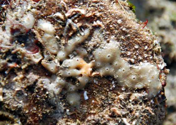 Autre spongiaire ou ascidie encroûtante ; 5 cm d'espace colonisé
