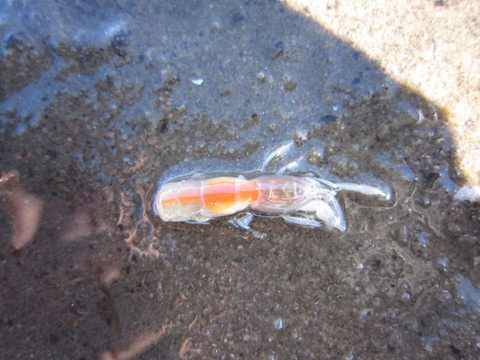 Crustacés : Pestarella tyrrhena ("machotte"). 6 cm long