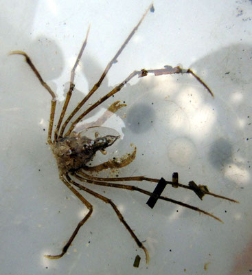 Crustacés : Macropode. 3 cm long avec les pattes