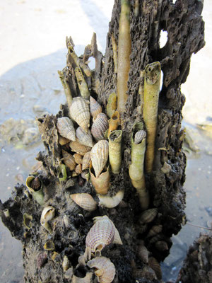 Tarets (Nototeredo norvegica) : des Bivalves qui perforent le bois dans un tube calcaire : la nature est vraiment curieuse par moment !. Long. moyenne d'un tube : 15 cm