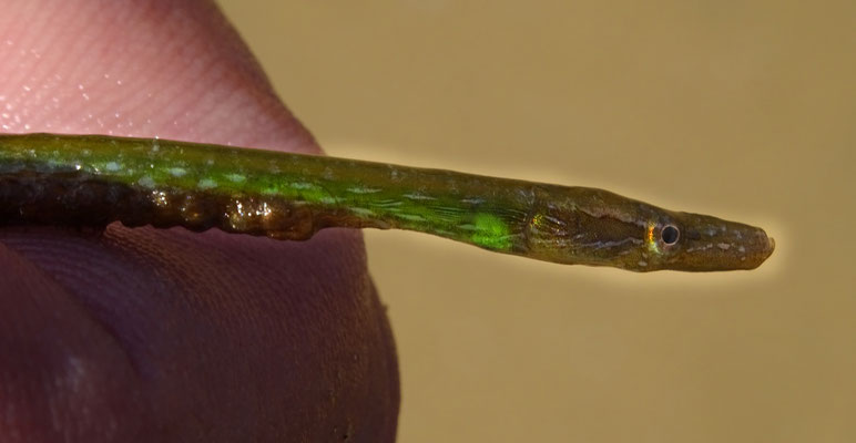 Nerophis ophidion mâle. trés fin, 11 cm 
