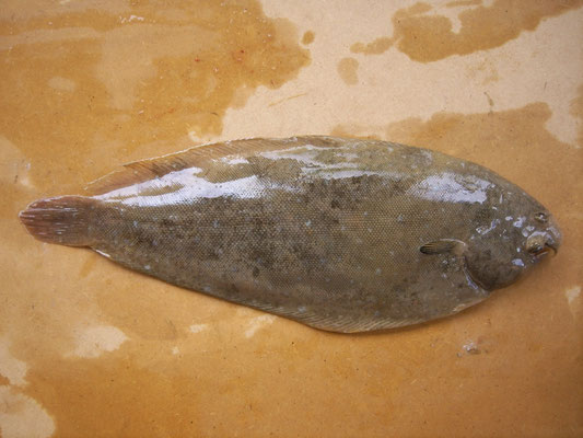 Sole (Solea senegalensis). Taille max : 70 cm