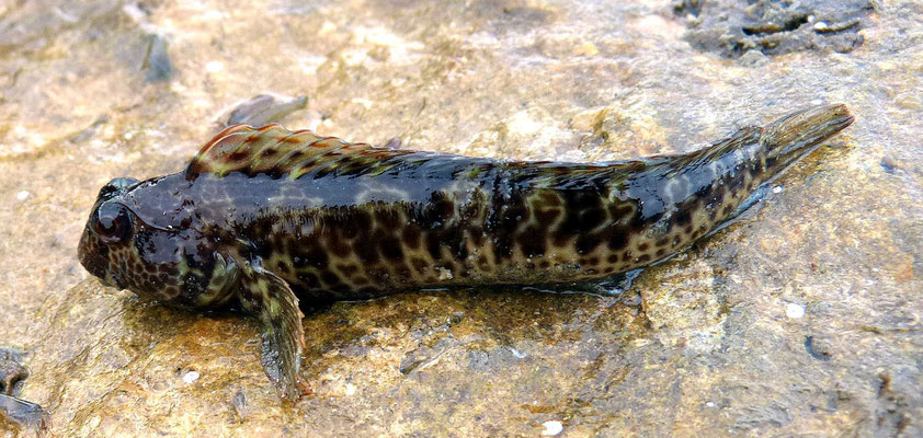 Blennie (Lipophrys pholis) ; 7 cm. Peut pratiquer la respiration aérienne, en prenant soin d'humecter ses branchies régulièrement. La blennie ne posséde pas d'écailles. Elle est recouverte d'un épais mucus qui la protège de la dessication