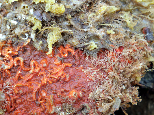 Aplysilla rosea (rouge-orange) avec des bryozoaires arbustifs