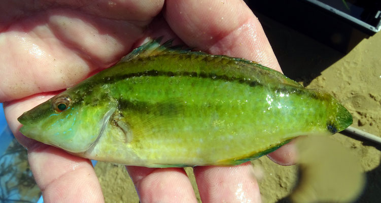 Jeune vieille : Symphodus melops, 10 cm, dans les zostères marines. Notez la couleur adapté aux algues