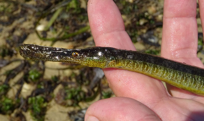 Siphonostome : Syngnathus typhle. Plus de 20 cm  