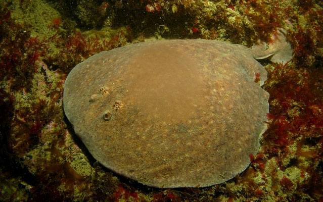 Raie-torpille (Torpedo marmorata). Taille max : 1 m