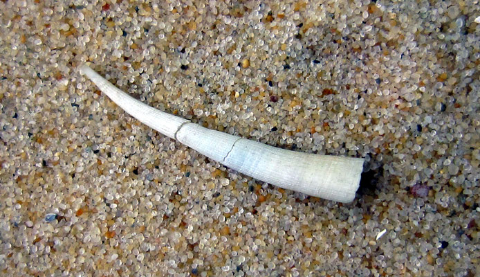 Un Scaphopode (groupe des mollusques) : dentale (Antalis entalis). Long : 5 cm. Endobiontes filtreurs