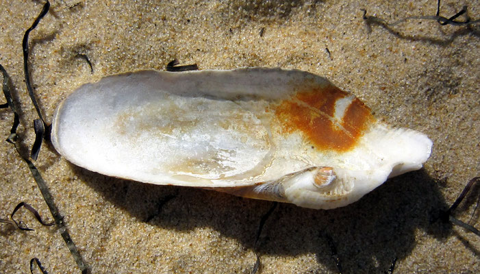 Pholas dactylus (Pholade). Vue ventrale